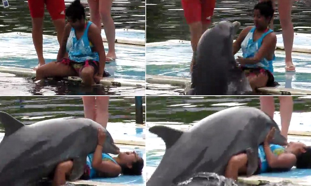 7) Cases of human groping by horny dolphins.