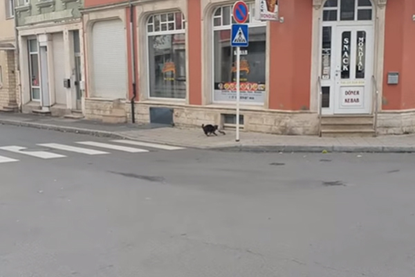 Mouse chasing cat
