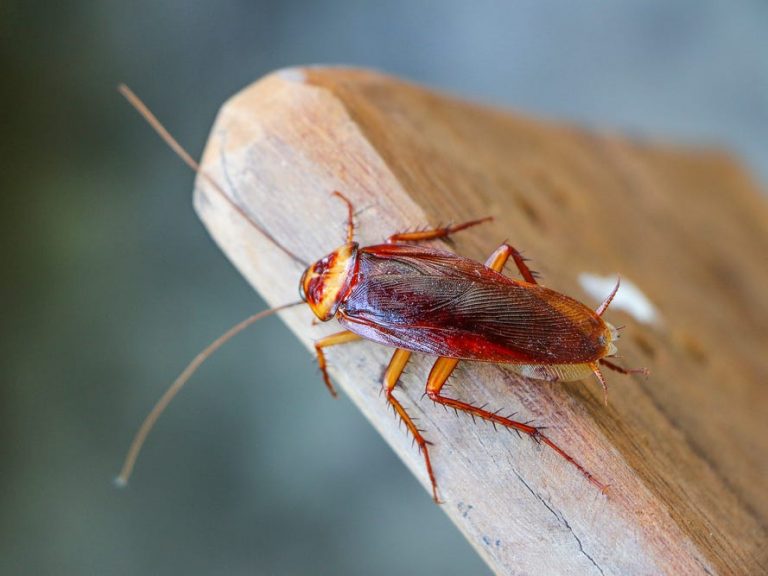This V'Day You Can Name A Cockroach After Your Ex And Watch It Get