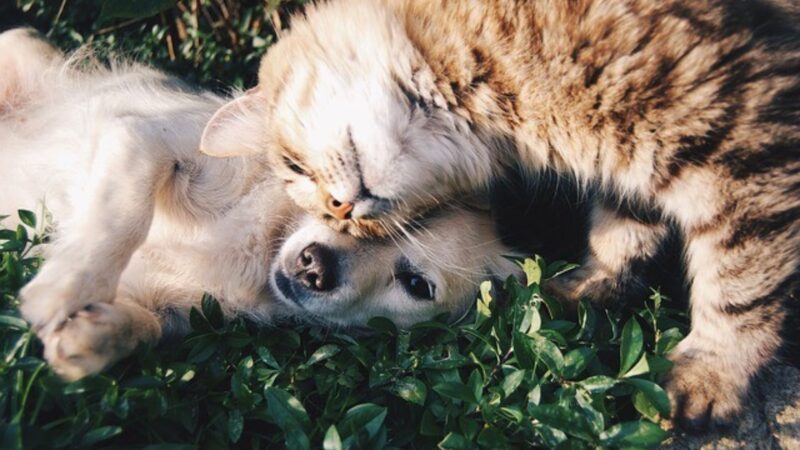 Senior Pet Dogs and Cats