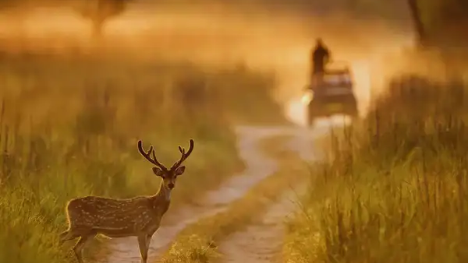 Noida’s First Deer Park and Sunset Safari Set to Transform City Life