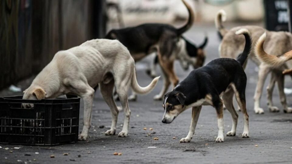 Delhi-NCR to See Removal of All Stray Dogs: Supreme Court Orders Action