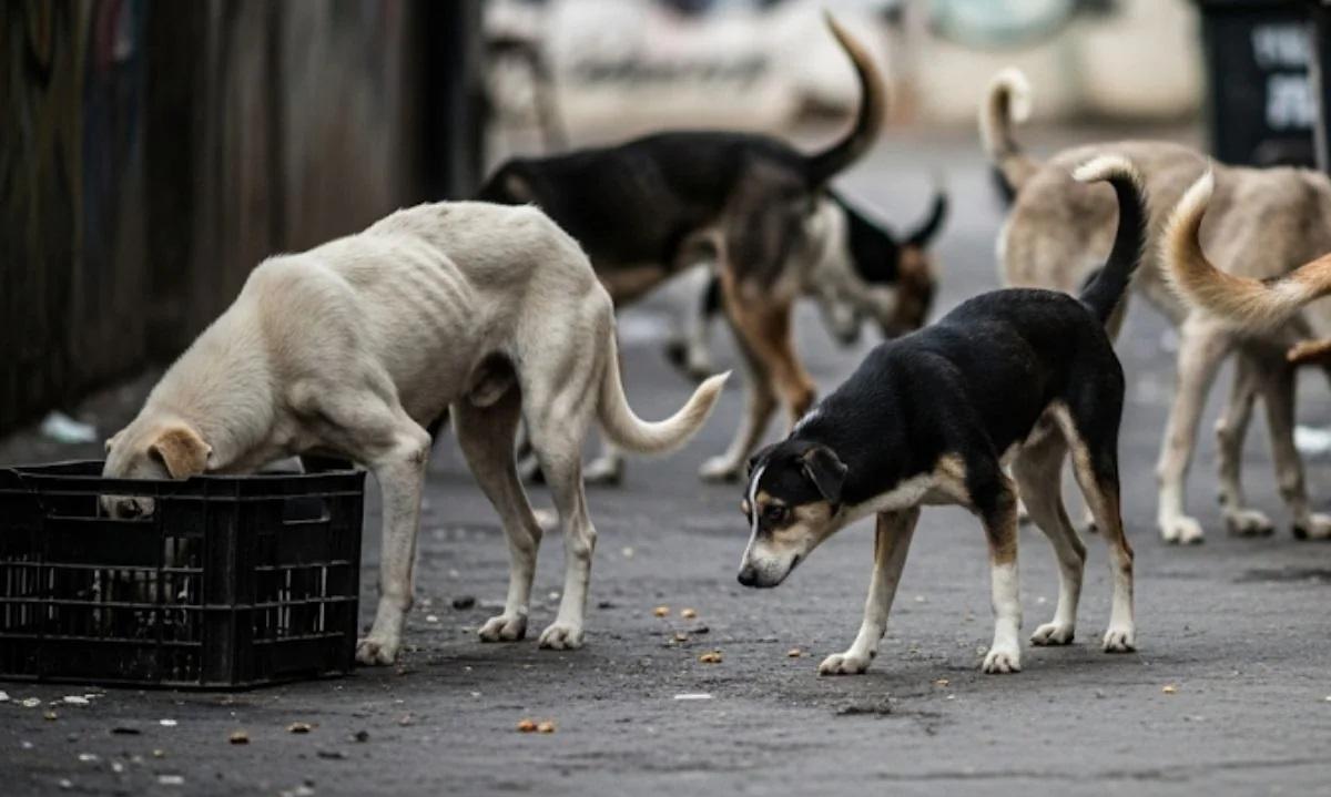 Delhi-NCR to See Removal of All Stray Dogs: Supreme Court Orders Action