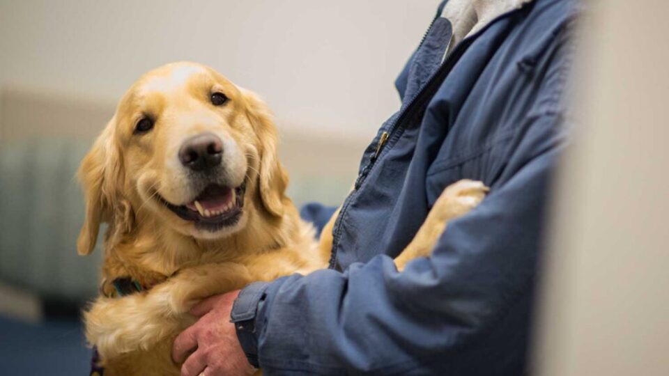India Introduces Blood Banks for Pets and Cattle