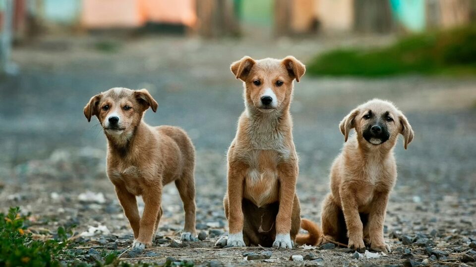 street dogs