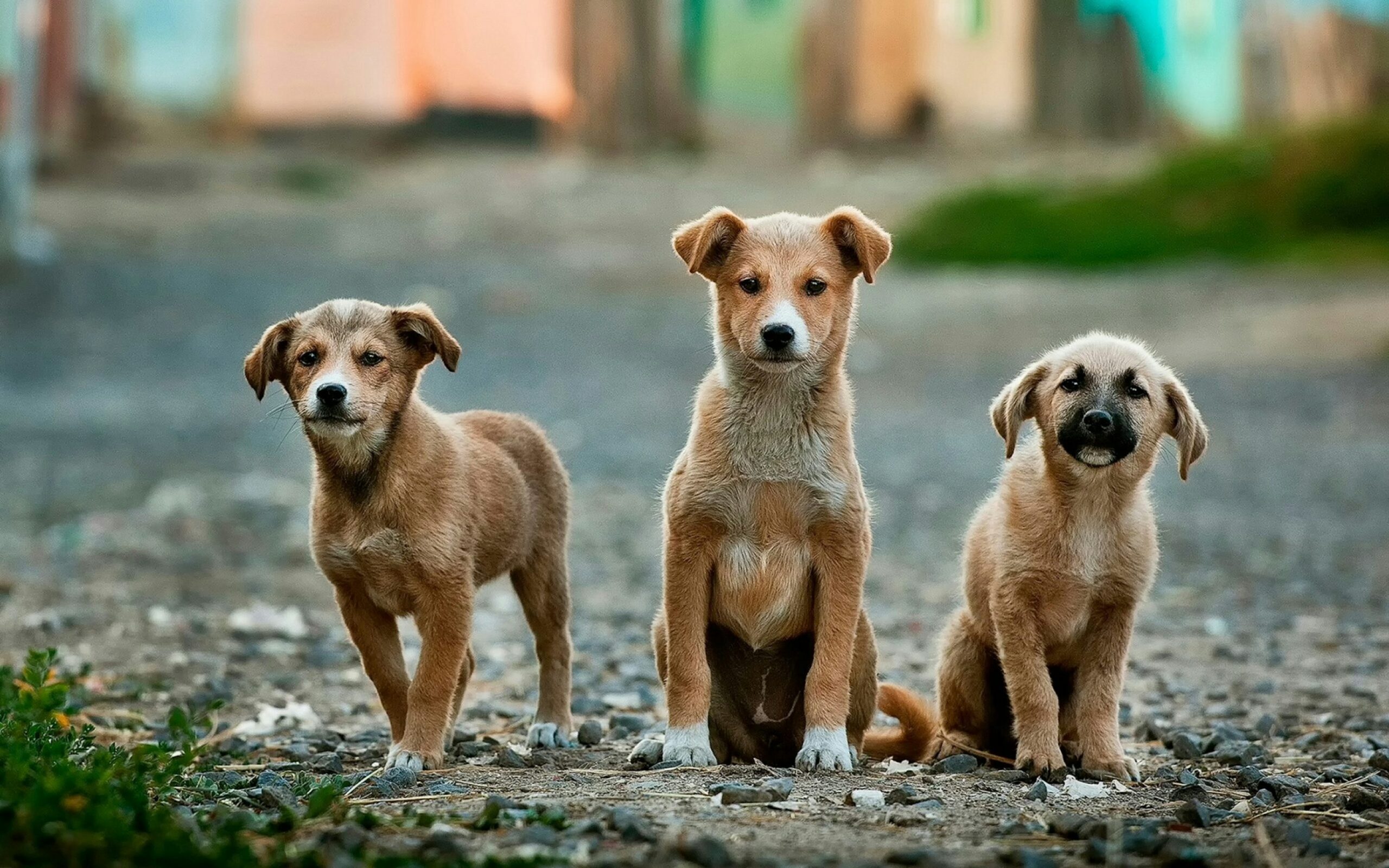 street dogs