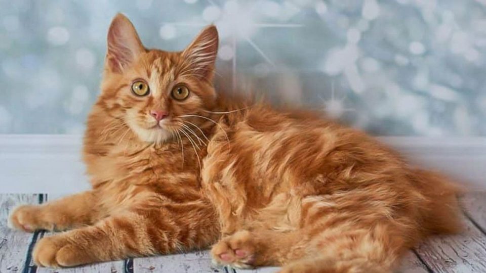 15 Types Of Cat Breeds In India Explore The Fascinating World Of 15-types-of-cat-breeds-in-india-explore-the-fascinating-world-of