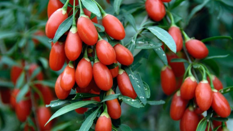 Goji Berries