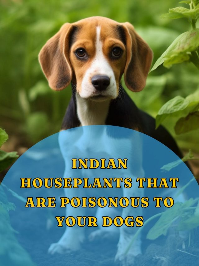 Indian Houseplants That Are Poisonous to Your Dogs